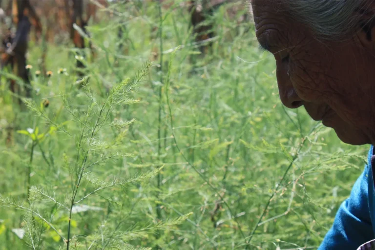 Habitante de Xochimilco mostrando plantas en chinampa durante un recorrido de turismo comunitario