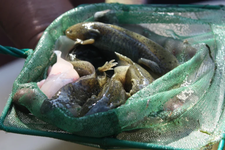 Fauna del humedal de Xochimilco como parte de una experiencia de turismo regenerativo